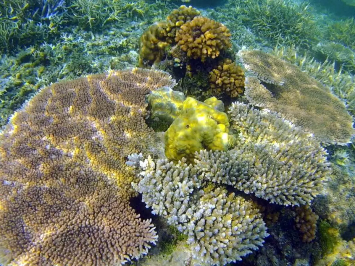 3D2N Balabac Diving