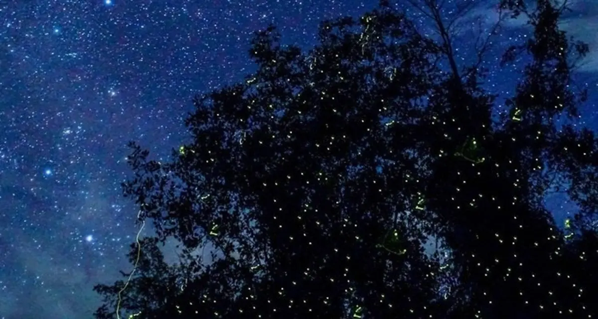 Firefly watching Cruise