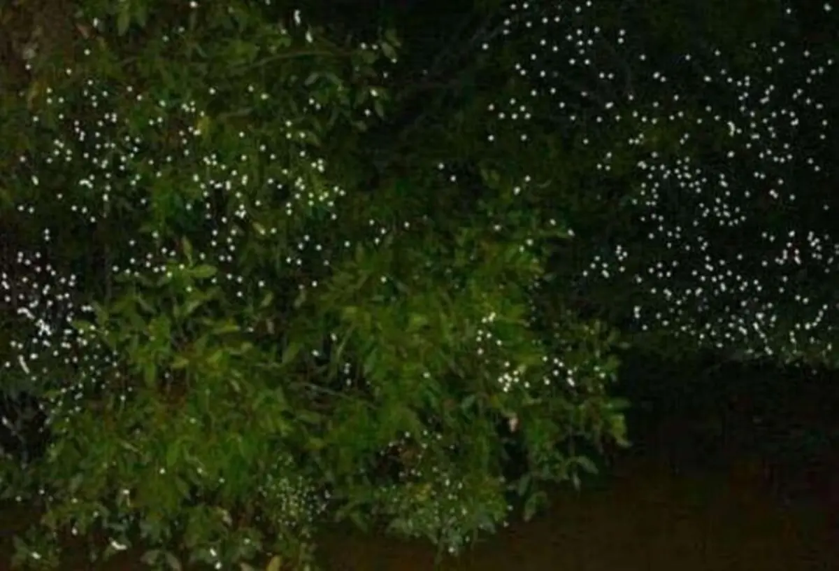 Firefly watching Cruise