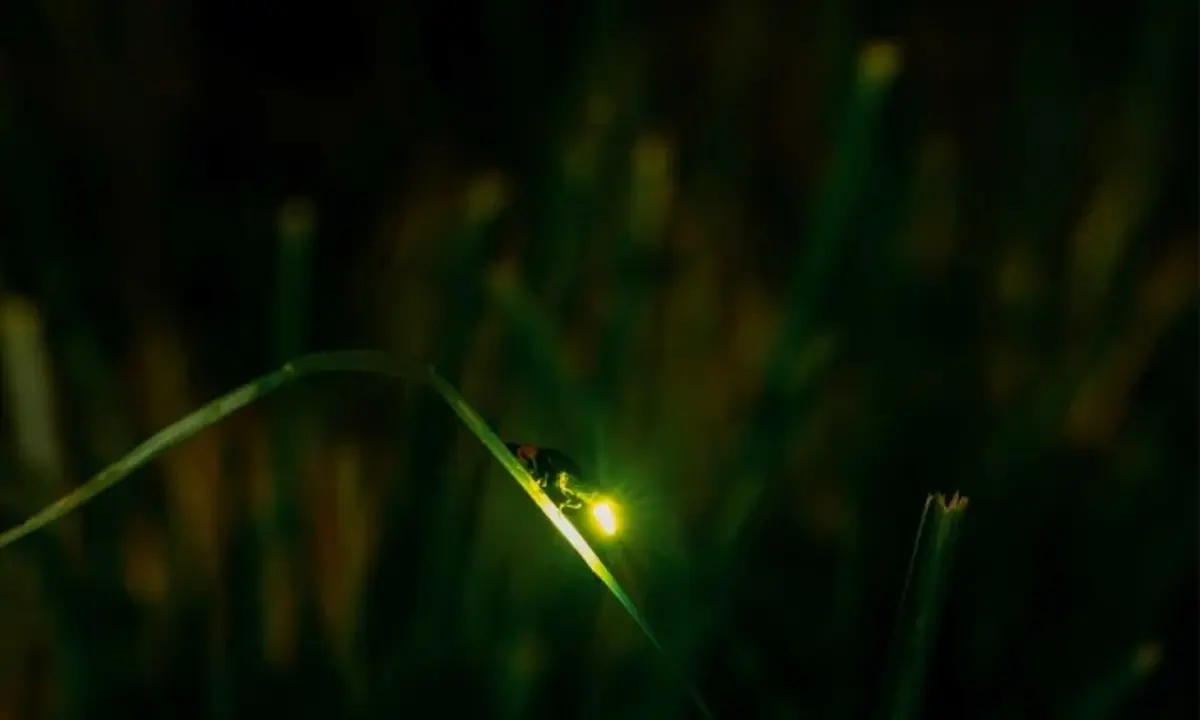 Firefly watching Cruise