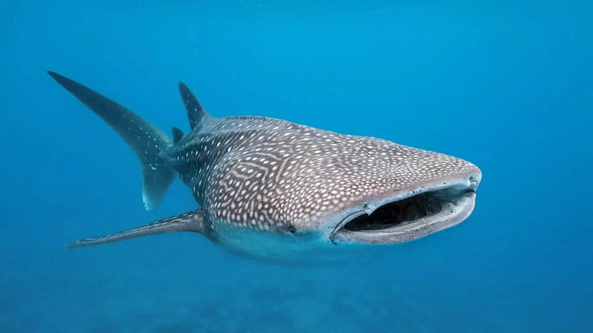 Swimming with the WhaleShark in Puerto Princesa